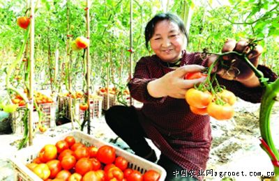 泰国香菜病虫害及防治