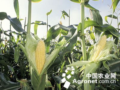 京科糯928玉米种子公司