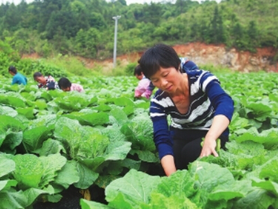 大叶菠菜的种植方法