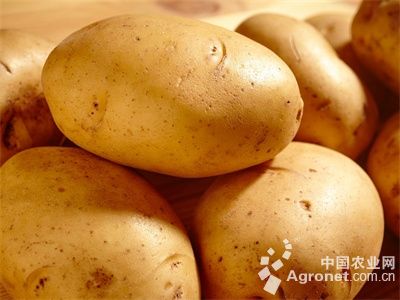 延薯9号土豆品种有哪些