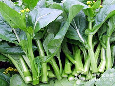 白菜种植技术与管理