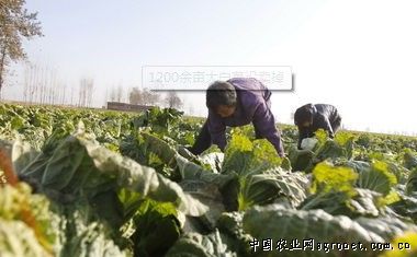 武汉亚非种子有限公司
