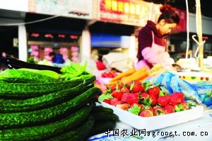 河南高产朝天椒品种