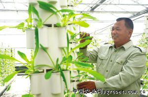 云南红辣椒种植技术