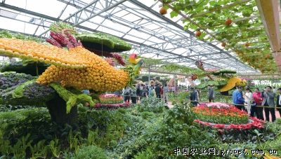 北京小杂56种植技术