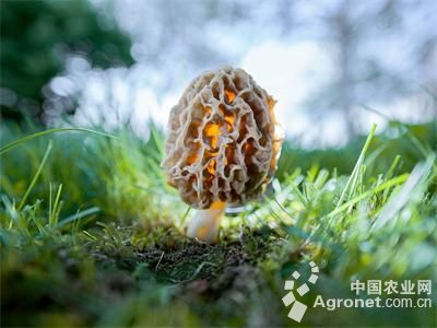 银盘蘑菇可以人工栽培