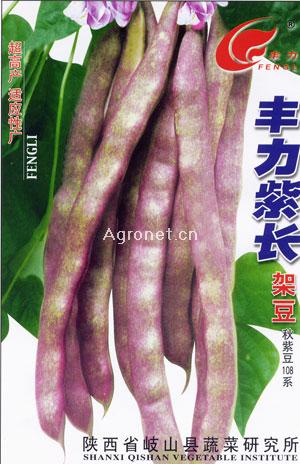 云南紫薯产地
