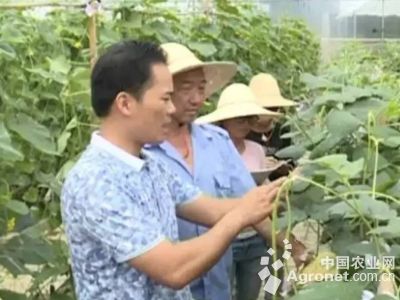 红菜苔育苗技术