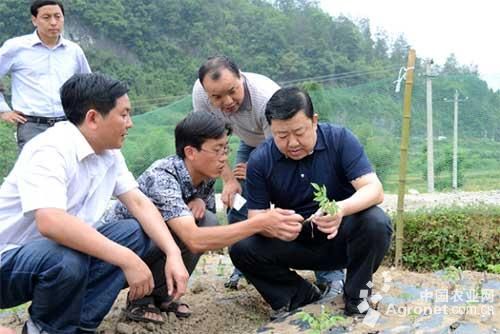 凤尾菇栽培种植技术教程