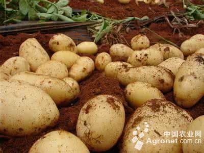 黑美人土豆的功效与作用