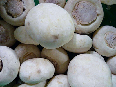 大西洋土豆订单种植方法
