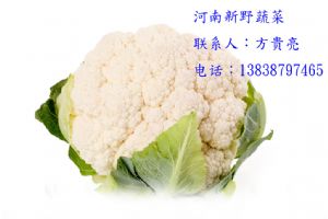 供应大量便宜花菜