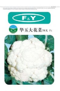 供应华玉大花菜70天F1——花椰菜种子