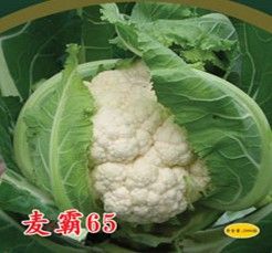 供应麦霸65—花椰菜种子