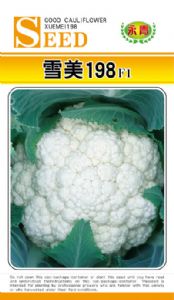 供应雪美198—花椰菜种子