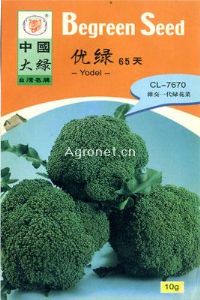 供应优绿65天-花椰菜种子