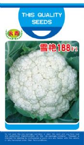 供应雪艳188—花椰菜种子