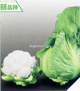 供应白鲸170——花椰菜种子