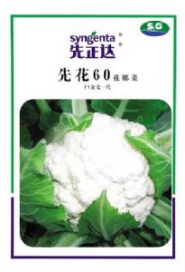 供应先花60—花椰菜种子