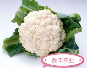 供应白色花菜种子