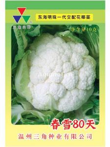 供应春雪80天—花椰菜种子