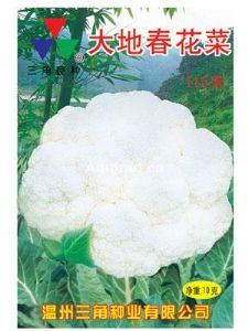 供应大地春花菜115天—花椰菜种子