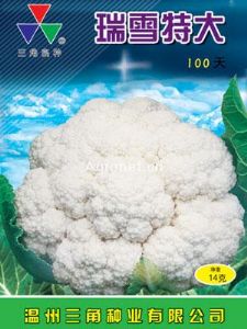 供应瑞雪特大100天—花椰菜种子