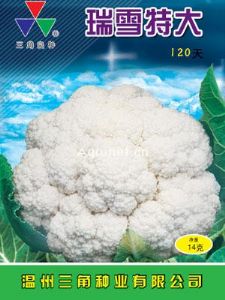 供应瑞雪特大120天—花椰菜种子