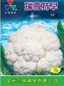 供应瑞雪特早50天—花椰菜种子