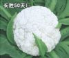 长胜50天青梗花椰菜-花椰菜种子