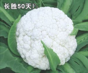 长胜50天青梗花椰菜-花椰菜种子