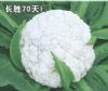 长胜70天青梗花椰菜-花椰菜种子