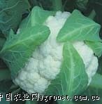 供应雪亭85天花菜—花椰菜种子