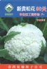 供应新贵松花90天—花椰菜种子