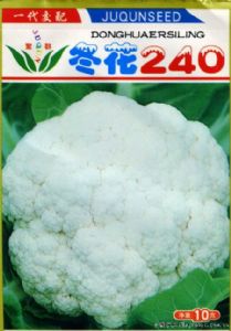 供应冬花240—花椰菜种子