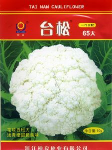 供应台松65天—青梗松花菜种子