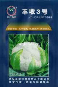 供应丰收3号160天花椰菜——花菜种子