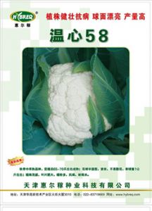 供应温心58—花椰菜种子