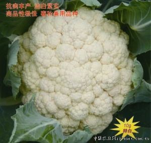 供应精纯雪宝F1—花椰菜种子