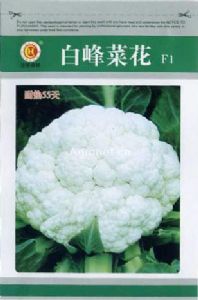 白峰菜花60天—菜花种子