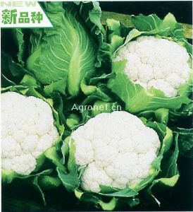 白鲸160——花椰菜种子