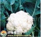 东夏40天--花椰菜种子