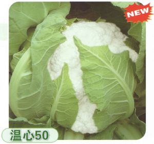 供应温心50—花菜种子