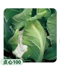 供应贞心100—花椰菜种子