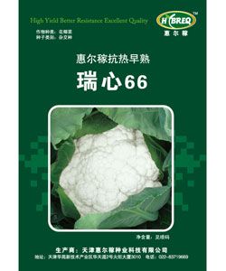 供应瑞心66—花菜种子