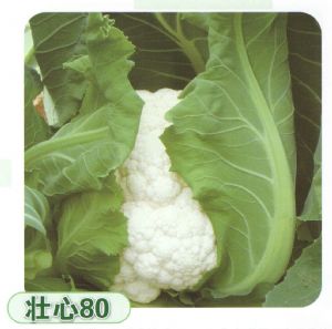 供应壮心80—花菜种子