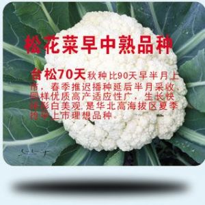 供应台松70天—松花菜种子