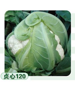 供应贞心120—花椰菜种子