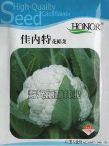 供应佳内特—花椰菜种子