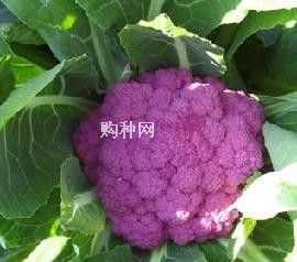 供应紫色花椰菜种子